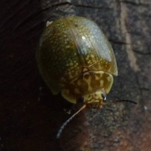 Paropsisterna cloelia at Paddys River, ACT - 4 Apr 2012 12:00 AM