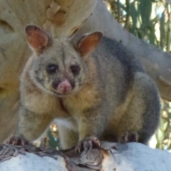 Trichosurus vulpecula (Common Brushtail Possum) at Mulligans Flat - 8 Apr 2012 by Christine