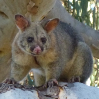 Trichosurus vulpecula (Common Brushtail Possum) at Gungahlin, ACT - 9 Apr 2012 by Christine