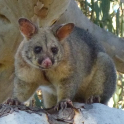 Trichosurus vulpecula (Common Brushtail Possum) at Gungahlin, ACT - 8 Apr 2012 by Christine