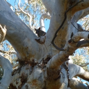 Trichosurus vulpecula at Gungahlin, ACT - 9 Apr 2012 12:00 AM