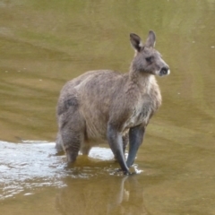 Macropus giganteus (Eastern Grey Kangaroo) at Gigerline Nature Reserve - 17 Apr 2012 by Christine