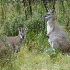 Notamacropus rufogriseus (Red-necked Wallaby) at Rendezvous Creek, ACT - 18 Apr 2012 by Christine