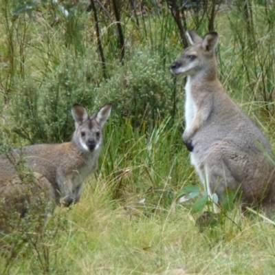 Notamacropus rufogriseus (Red-necked Wallaby) at Rendezvous Creek, ACT - 18 Apr 2012 by Christine