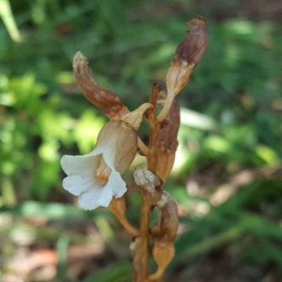 Gastrodia sp. (Potato Orchid) at Isaacs, ACT - 12 Dec 2017 by Mike