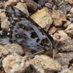 Vanessa kershawi (Australian Painted Lady) at Gungahlin, ACT - 9 Apr 2012 by Christine