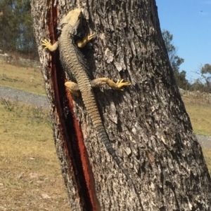 Pogona barbata at Farrer Ridge - 18 Oct 2017