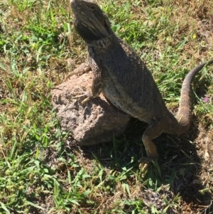 Pogona barbata at Farrer Ridge - 29 Nov 2017