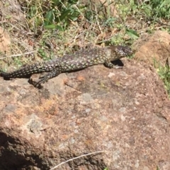 Egernia cunninghami (Cunningham's Skink) at Mount Taylor - 19 Nov 2017 by Deanoe