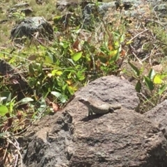 Egernia cunninghami (Cunningham's Skink) at Pearce, ACT - 29 Nov 2017 by Deanoe
