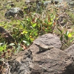 Egernia cunninghami (Cunningham's Skink) at Mount Taylor - 28 Nov 2017 by Deanoe