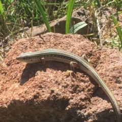 Ctenotus robustus (Robust Striped-skink) at Pearce, ACT - 10 Dec 2017 by Deanoe