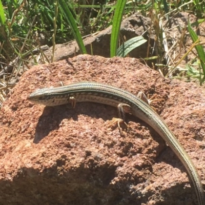 Ctenotus robustus (Robust Striped-skink) at Pearce, ACT - 10 Dec 2017 by Deanoe