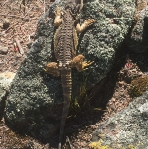 Pogona barbata at Chifley, ACT - 11 Dec 2017