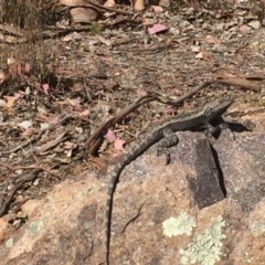 Amphibolurus muricatus (Jacky Lizard) at Mount Taylor - 31 Oct 2017 by Deanoe