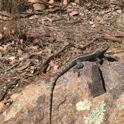 Amphibolurus muricatus (Jacky Lizard) at Chifley, ACT - 31 Oct 2017 by Deanoe