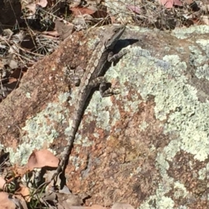 Amphibolurus muricatus at Chifley, ACT - 1 Nov 2017