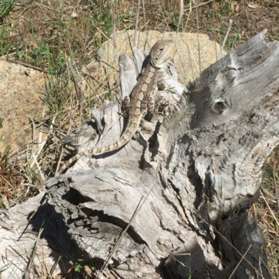 Amphibolurus muricatus (Jacky Lizard) at Mount Taylor - 21 Nov 2017 by Deanoe