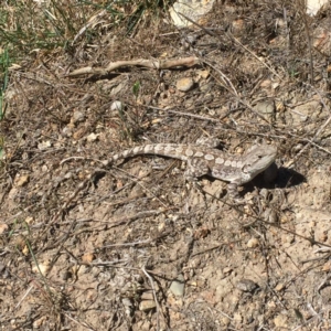 Amphibolurus muricatus at Mount Taylor - 22 Nov 2017 09:55 AM