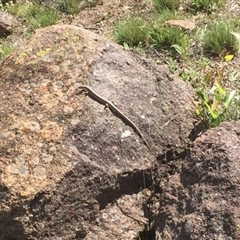 Unidentified Skink at Mount Taylor - 28 Nov 2017 by Deanoe