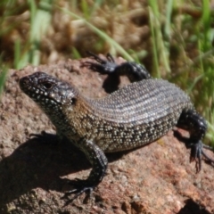 Egernia cunninghami (Cunningham's Skink) at Rendezvous Creek, ACT - 9 Dec 2017 by KMcCue
