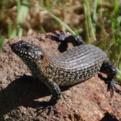 Egernia cunninghami (Cunningham's Skink) at Rendezvous Creek, ACT - 9 Dec 2017 by KMcCue