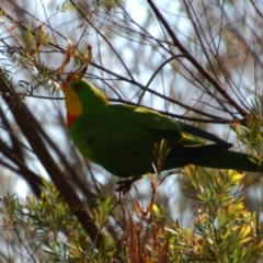 Polytelis swainsonii (Superb Parrot) at Aranda, ACT - 14 Dec 2014 by KMcCue