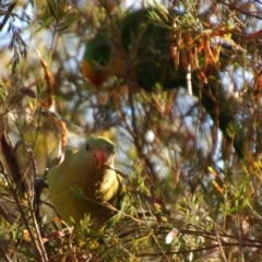 Polytelis swainsonii at Aranda, ACT - suppressed