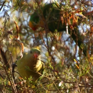 Polytelis swainsonii at Aranda, ACT - suppressed