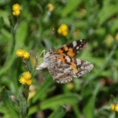 Vanessa kershawi (Australian Painted Lady) at Aranda, ACT - 23 Oct 2016 by KMcCue