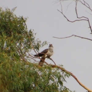 Scythrops novaehollandiae at Aranda, ACT - 8 Dec 2015