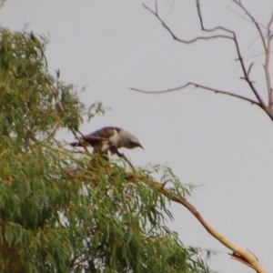 Scythrops novaehollandiae at Aranda, ACT - 8 Dec 2015