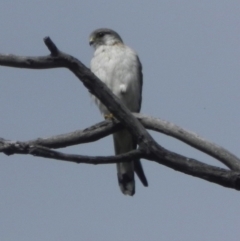 Falco cenchroides (Nankeen Kestrel) at Rendezvous Creek, ACT - 9 Oct 2015 by KMcCue