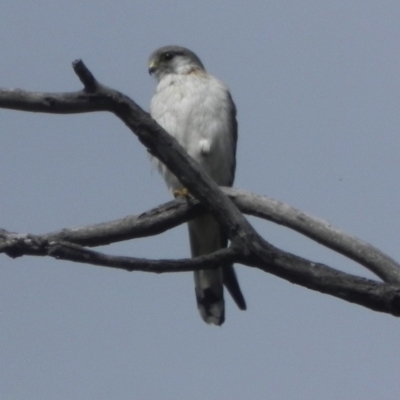 Falco cenchroides (Nankeen Kestrel) at Namadgi National Park - 8 Oct 2015 by KMcCue