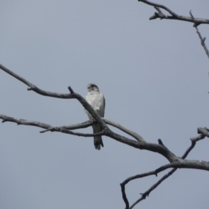 Falco cenchroides at Rendezvous Creek, ACT - 9 Oct 2015