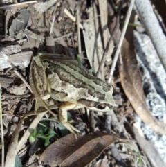 Litoria verreauxii verreauxii (Whistling Tree-frog) at Aranda Bushland - 25 Oct 2014 by KMcCue