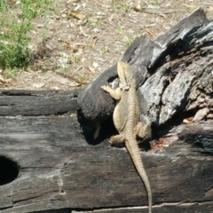 Pogona barbata (Eastern Bearded Dragon) at Callum Brae - 12 Dec 2017 by nath_kay