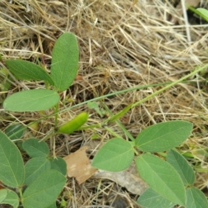 Glycine tabacina at Jerrabomberra, ACT - 6 Dec 2017 01:32 PM