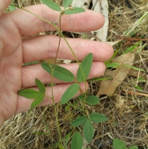 Glycine tabacina at Jerrabomberra, ACT - 6 Dec 2017