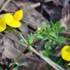 Lotus corniculatus (Birds-Foot Trefoil) at Bolaro, NSW - 30 Nov 2017 by DavidMcKay