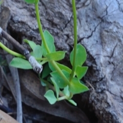 Lotus corniculatus at Bolaro, NSW - 30 Nov 2017