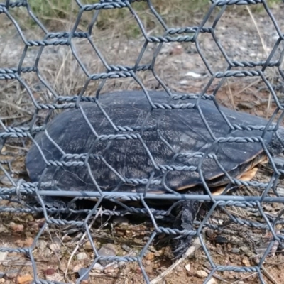 Chelodina longicollis (Eastern Long-necked Turtle) at Mulligans Flat - 7 Dec 2017 by cf17