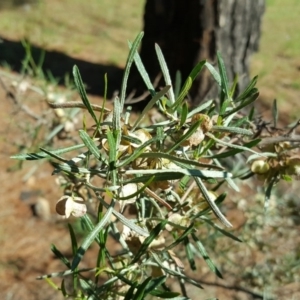 Dodonaea viscosa subsp. angustissima at Isaacs, ACT - 12 Dec 2017