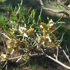 Dodonaea viscosa subsp. angustissima (Hop Bush) at Isaacs, ACT - 12 Dec 2017 by Mike