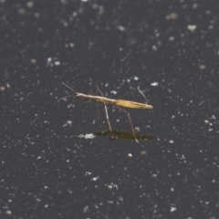 Hydrometra sp. (genus) (Water measurer) at Michelago, NSW - 9 Dec 2017 by Illilanga