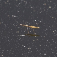 Hydrometra sp. (genus) (Water measurer) at Michelago, NSW - 9 Dec 2017 by Illilanga