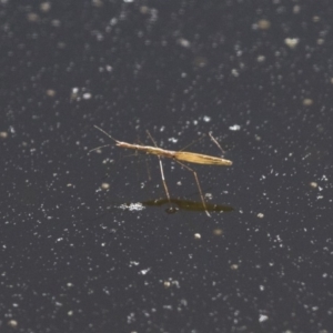 Hydrometra sp. (genus) at Michelago, NSW - 9 Dec 2017