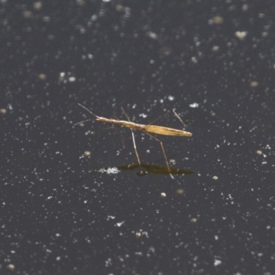 Hydrometra sp. (genus) (Water measurer) at Michelago, NSW - 9 Dec 2017 by Illilanga