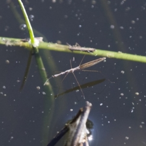 Hydrometra sp. (genus) at Michelago, NSW - 9 Dec 2017 05:31 PM