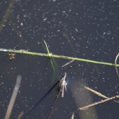 Hydrometra sp. (genus) at Michelago, NSW - 9 Dec 2017